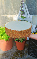 Carrot Orange & Walnut Cake - 10 inch 2 Layers